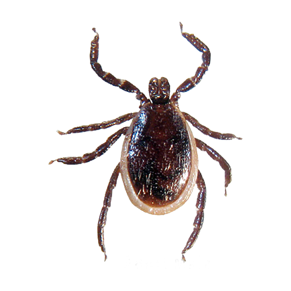 Tick Insect Transparent Picture