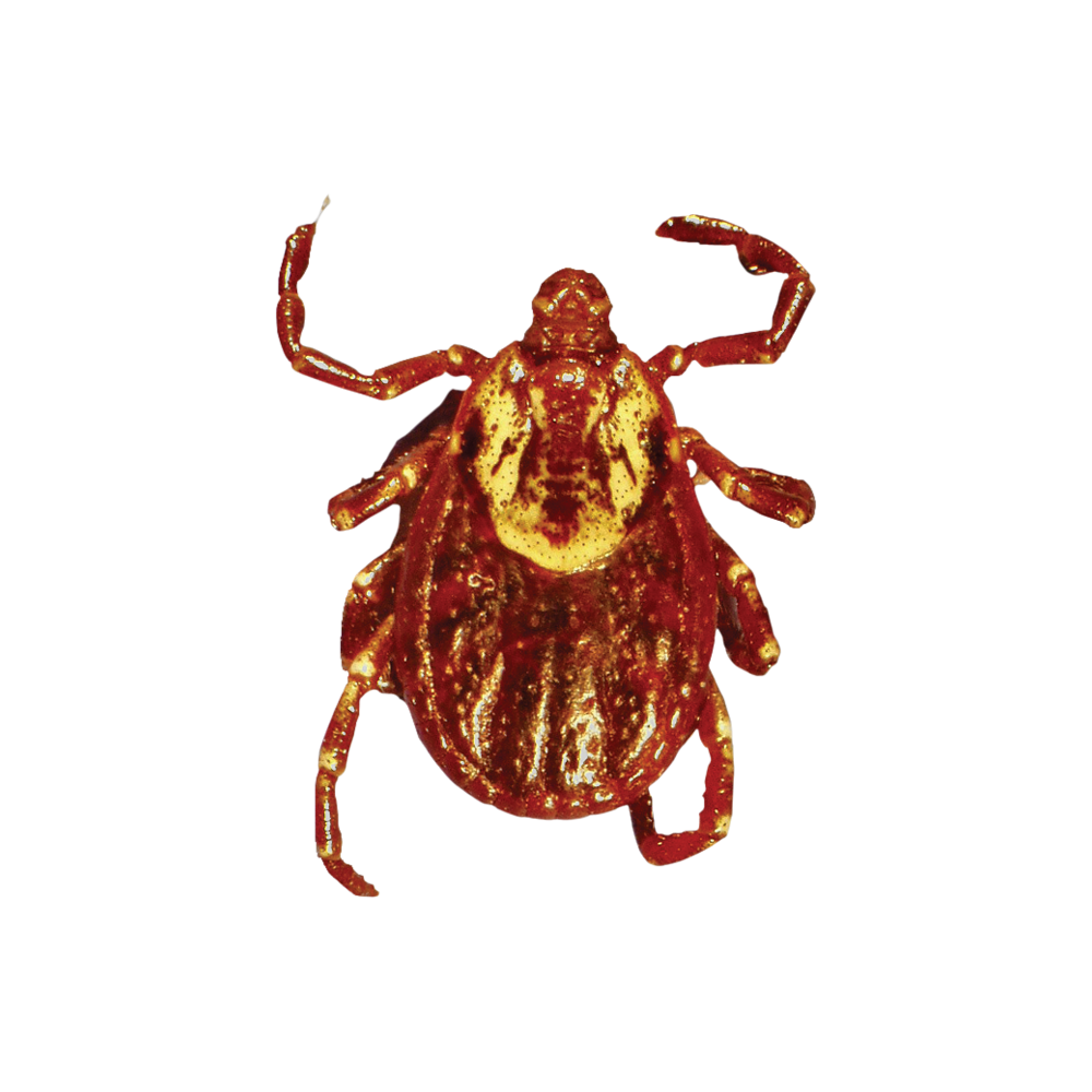 Tick Insect Transparent Clipart