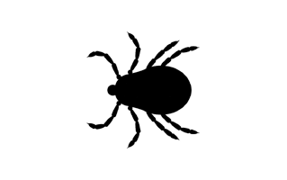 Tick Insect PNG