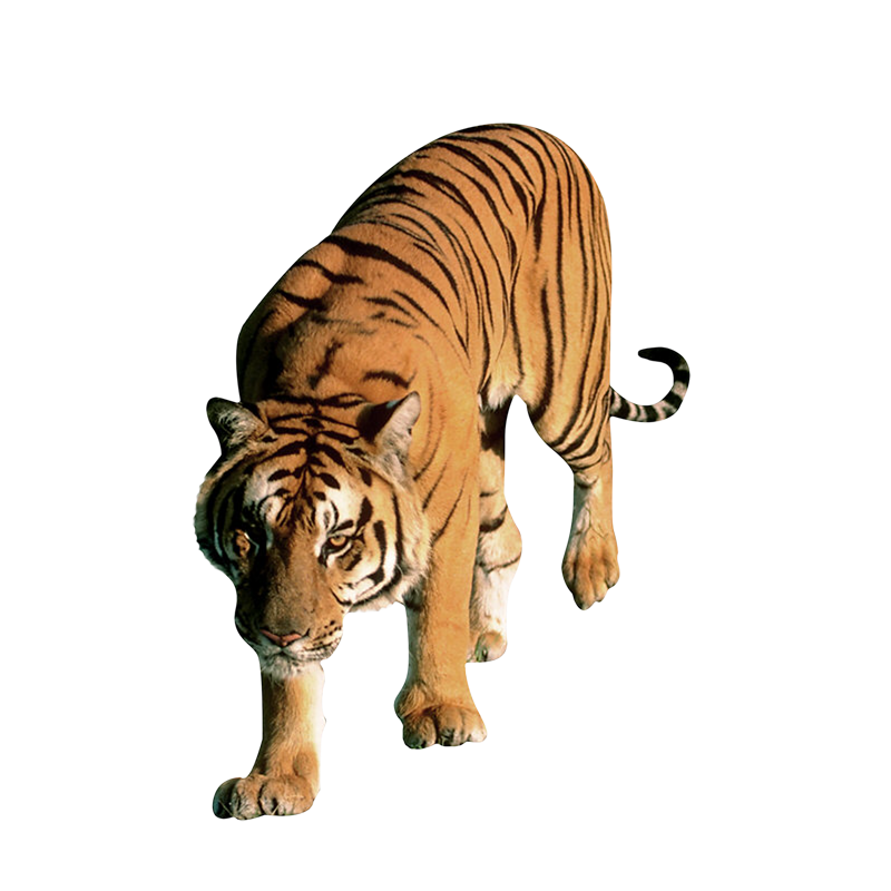 Tiger Transparent Gallery
