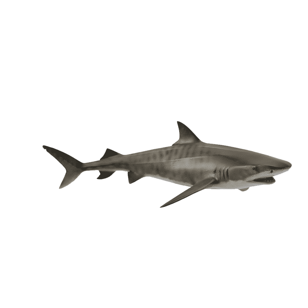 Tiger Shark  Transparent Image