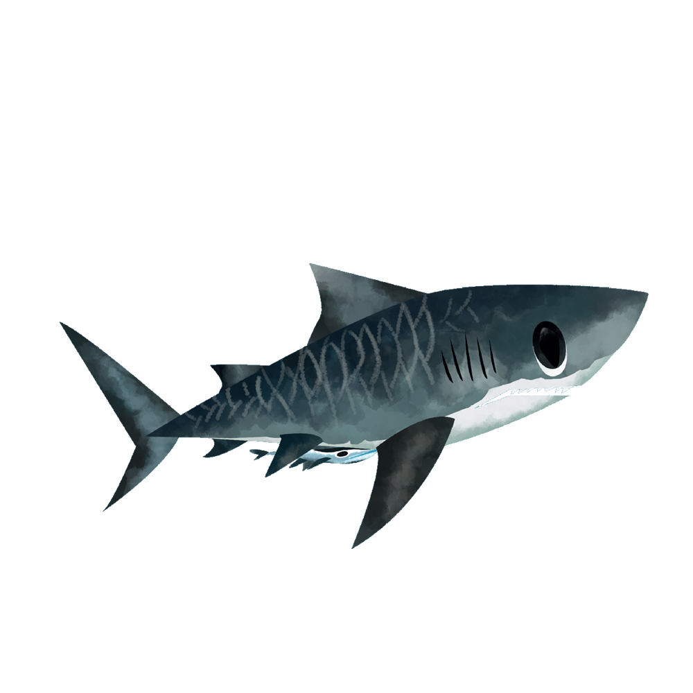 Tiger Shark Transparent Picture
