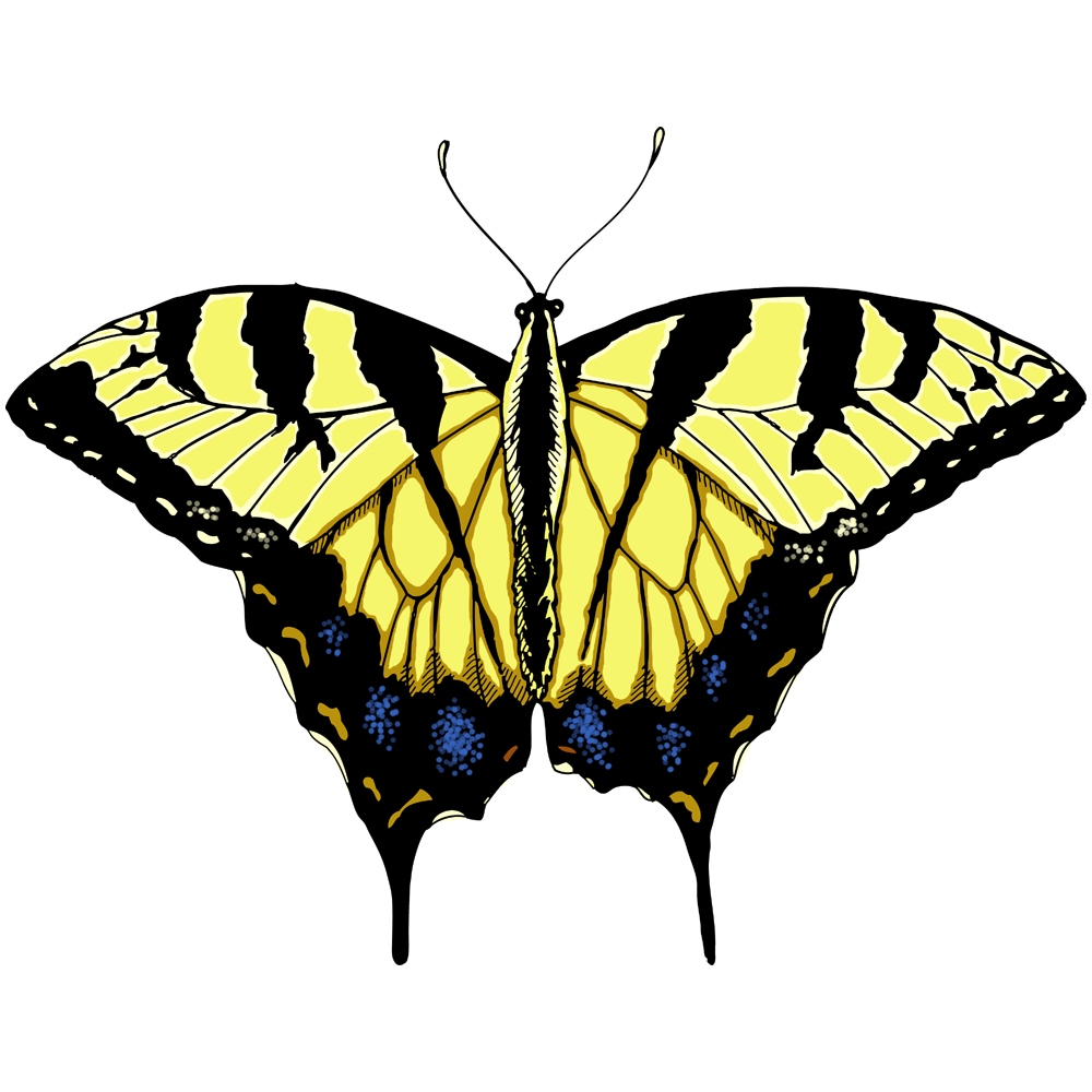 Tiger Swallowtail Butterfly  Transparent Photo