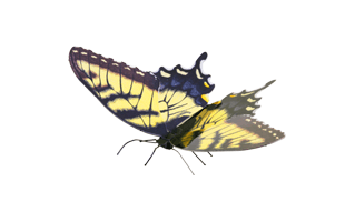 Tiger Swallowtail Butterfly PNG