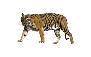 Tiger Walking PNG