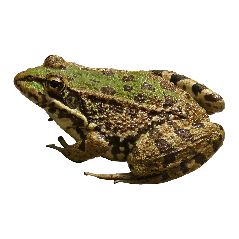Toad Transparent Image
