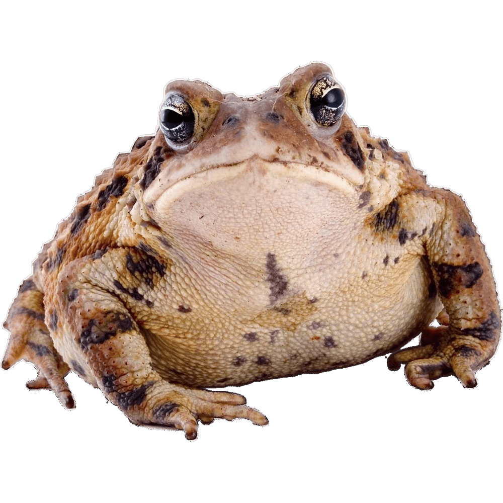 Toad Transparent Photo
