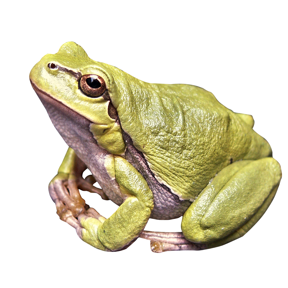 Toad Transparent Gallery