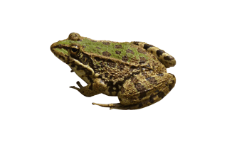 Toad PNG