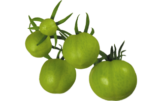 Tomatillo PNG