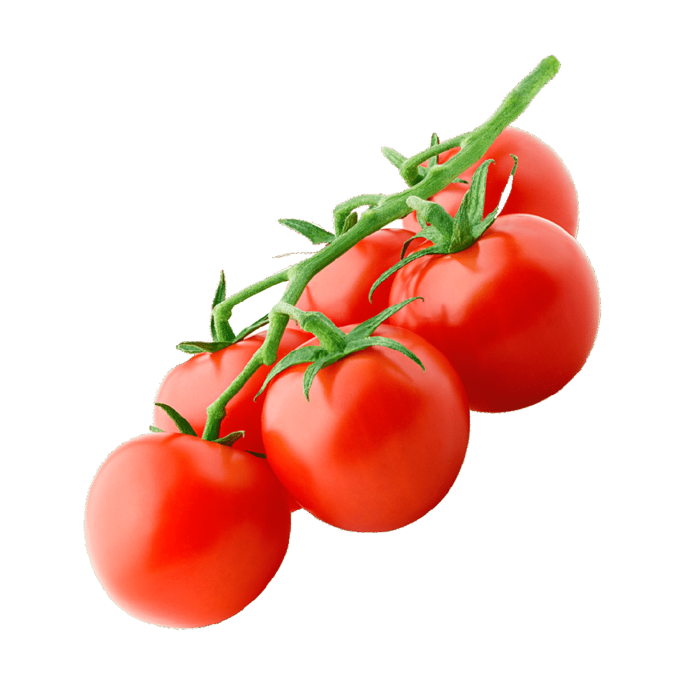 Tomato Berry  Transparent Gallery