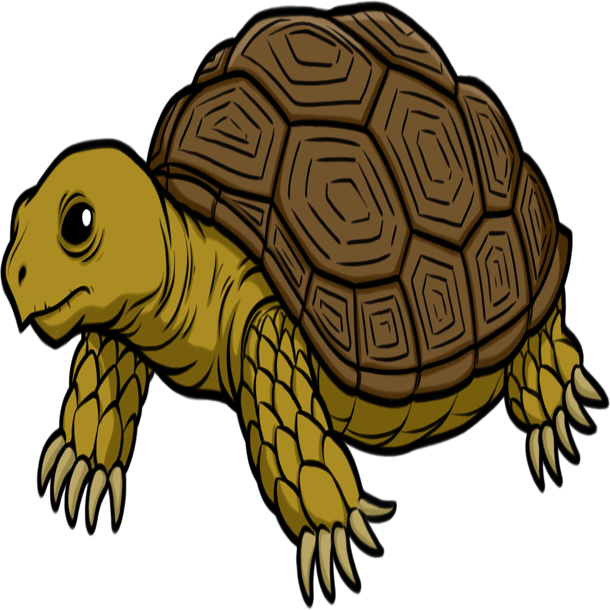 Tortoise Transparent Image
