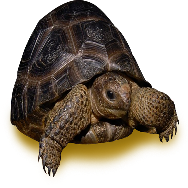 Tortoise Transparent Photo