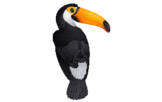 Toucan Bird PNG
