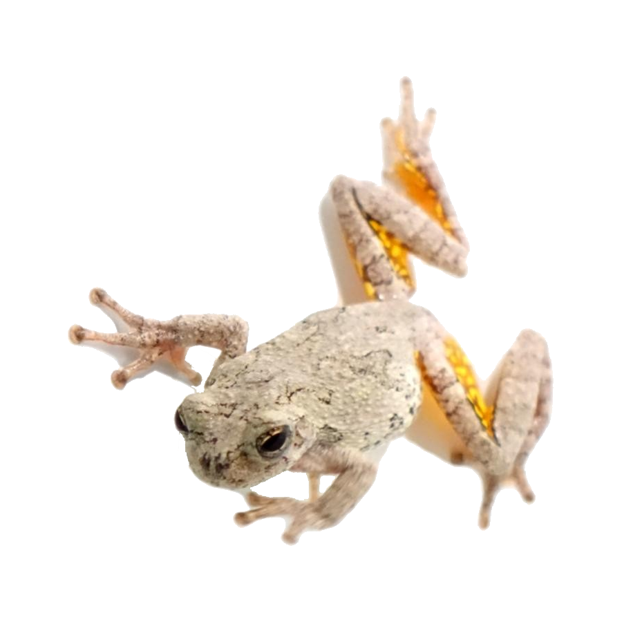Tree Frog Transparent Picture