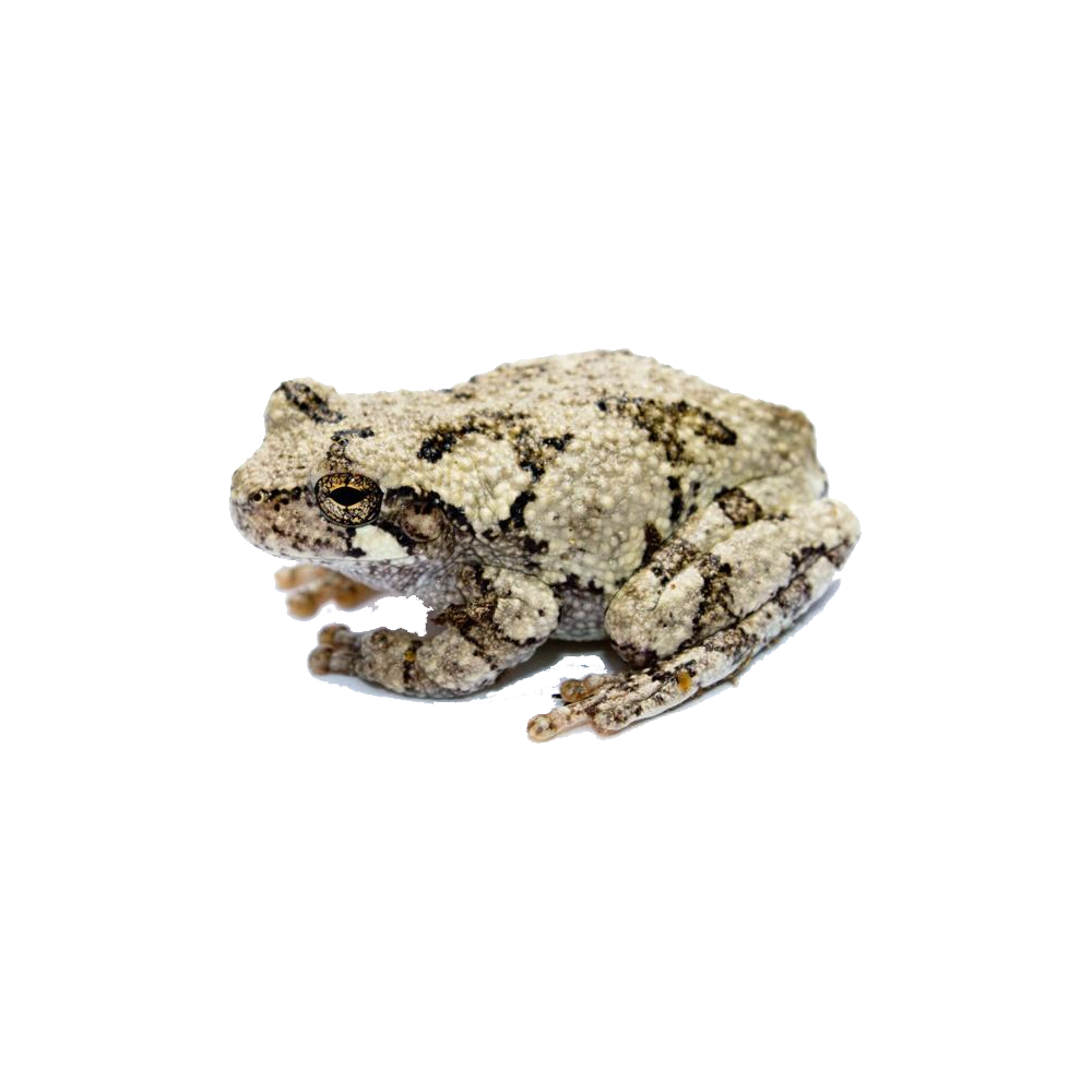 Tree Frog Transparent Gallery