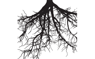 Tree Root PNG