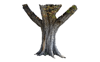 Tree Trunk PNG