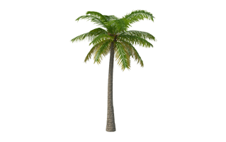 Tropical Palm Tree PNG