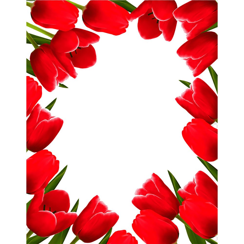 Tulip Flower Frame Transparent Picture