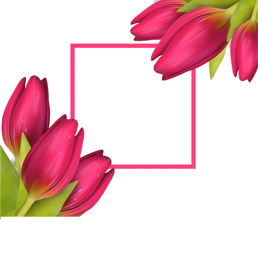 Tulip Flower Frame Transparent Clipart