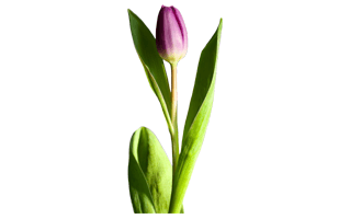 Tulip Flower PNG