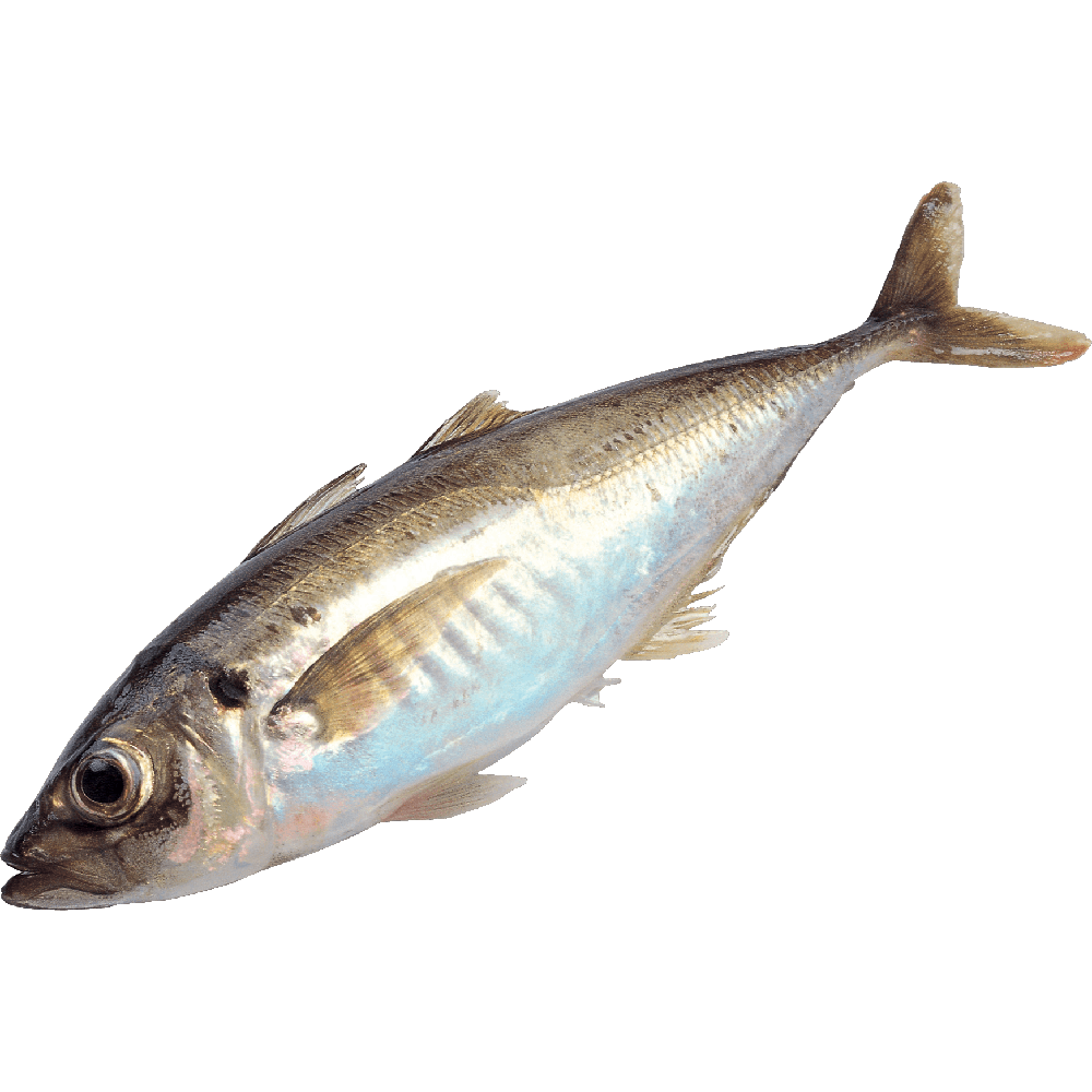 Tuna Fish  Transparent Image