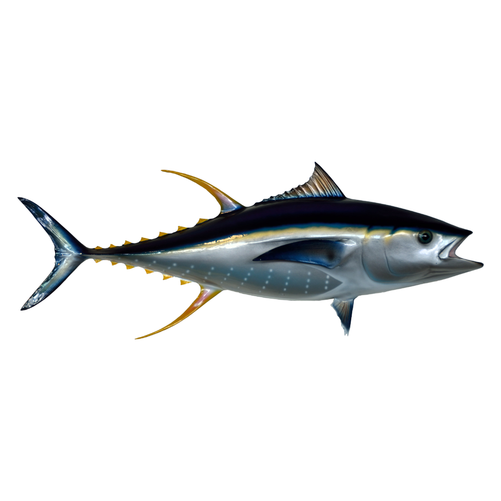 Tuna Fish Transparent Picture