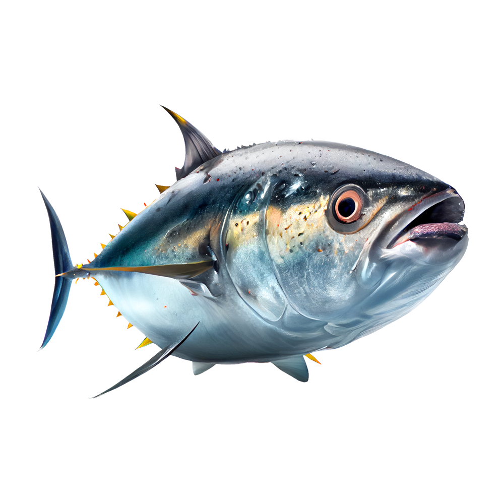 Tuna Fish  Transparent Clipart