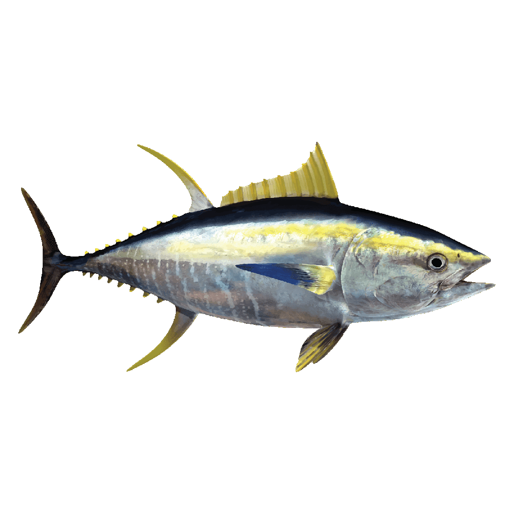 Tuna Fish  Transparent Gallery