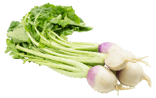 Turnip PNG