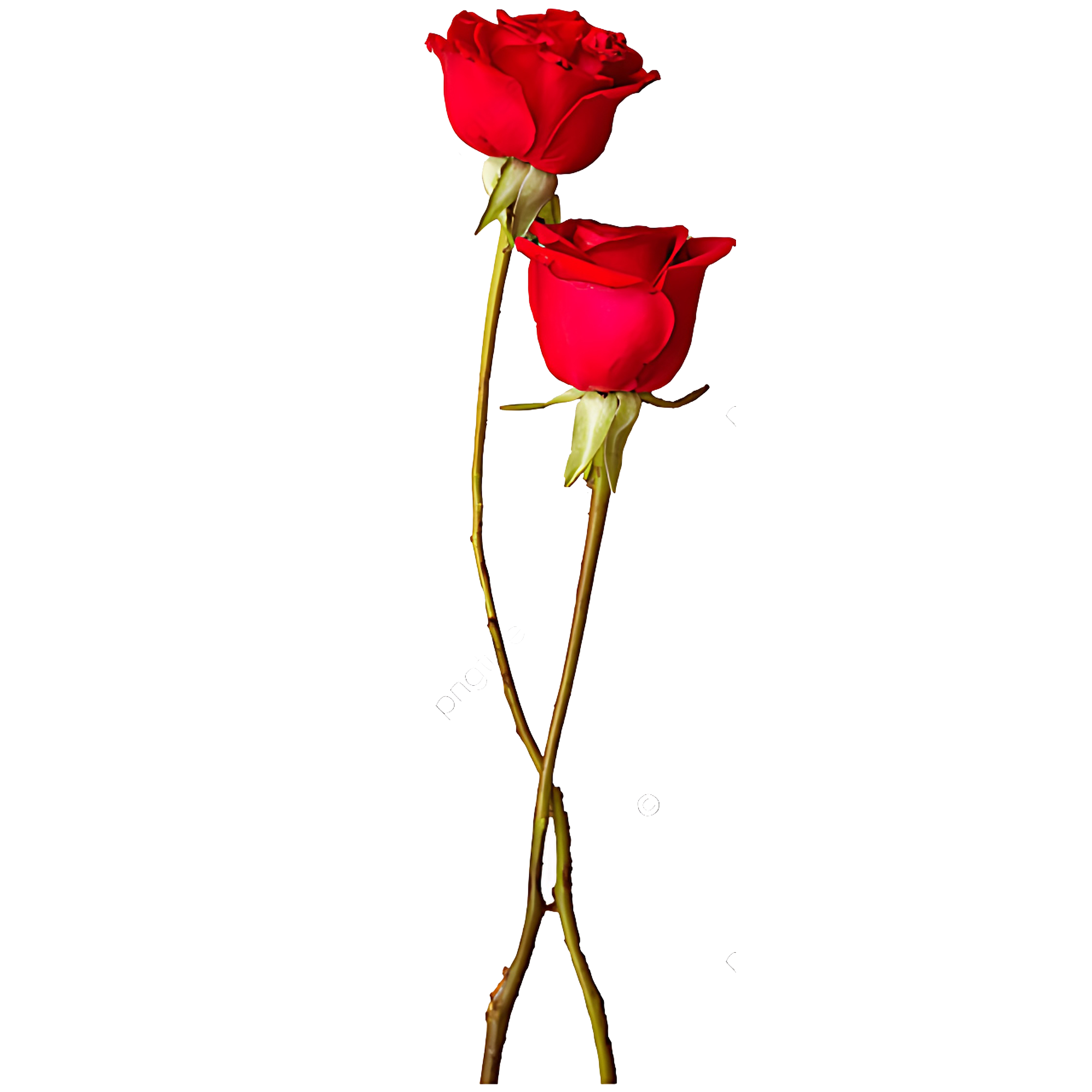 Two Rose  Transparent Photo