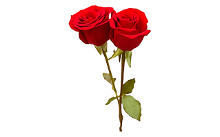 Two Rose PNG