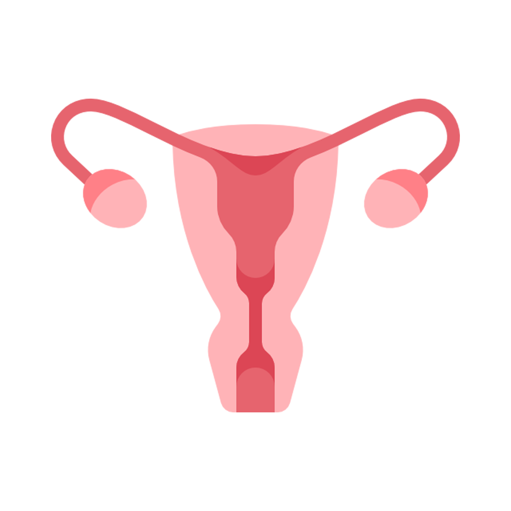 Uterus Free Sticker Transparent Photo