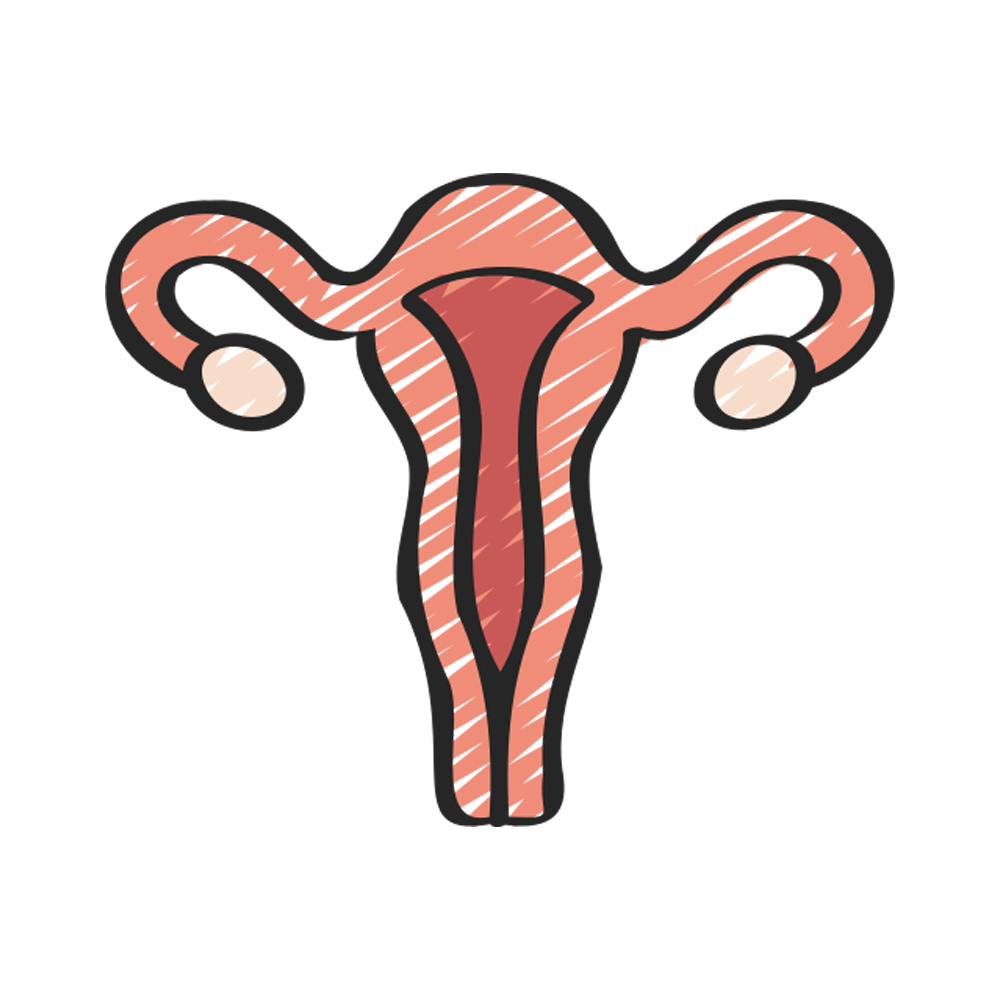 Uterus Free Sticker Transparent Clipart