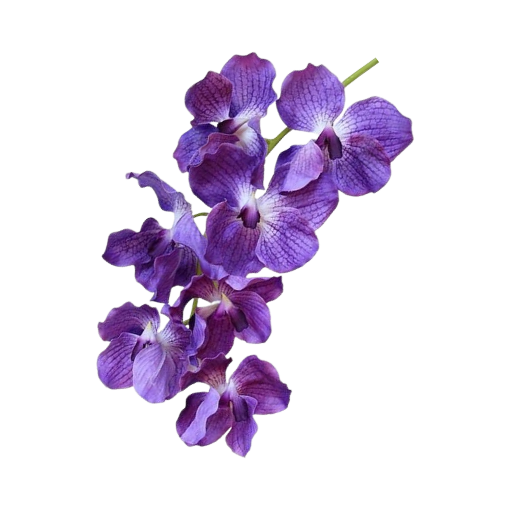 Vanda Orchid Flower Transparent Picture