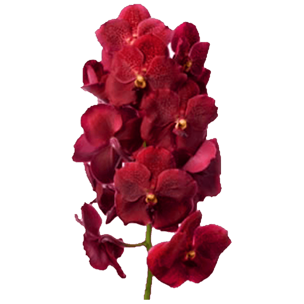 Vanda Orchid Flower  Transparent Gallery