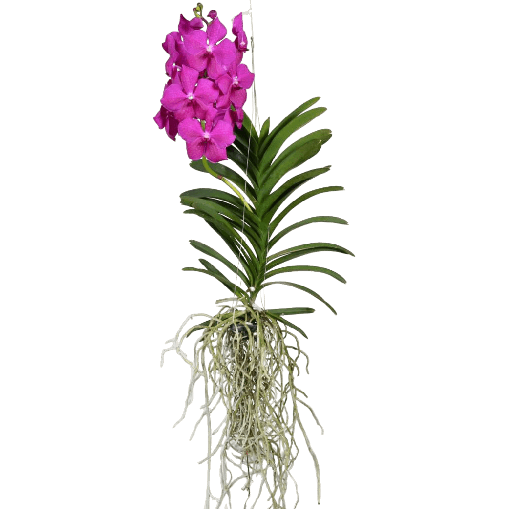 Vanda Orchid Plant  Transparent Image