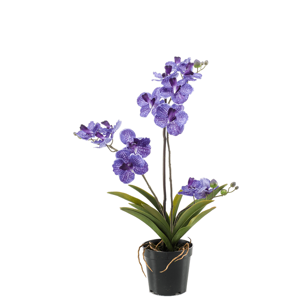 Vanda Orchid Plant Transparent Picture