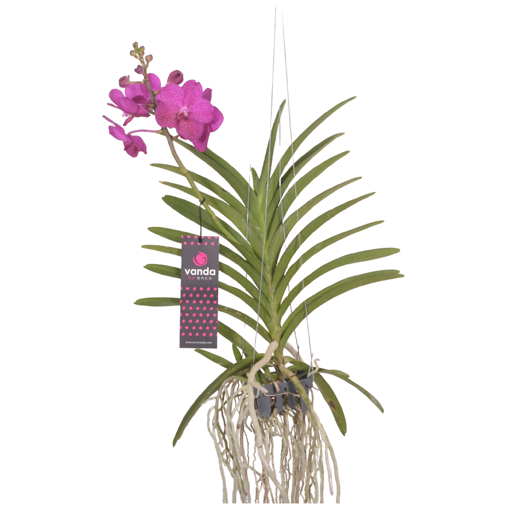 Vanda Orchid Plant  Transparent Clipart