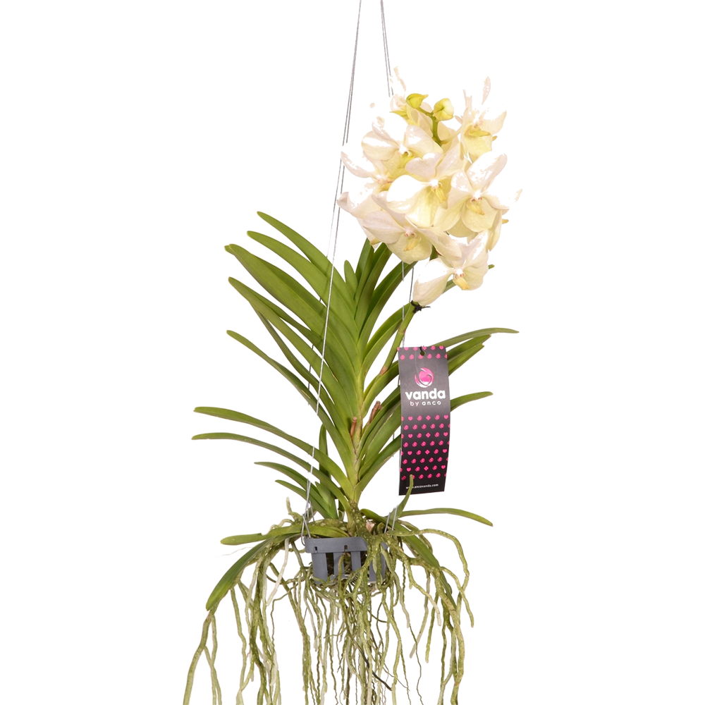 Vanda Orchid Plant  Transparent Gallery