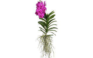 Vanda Orchid Plant PNG