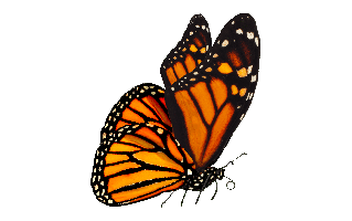 Viceroy Butterfly PNG