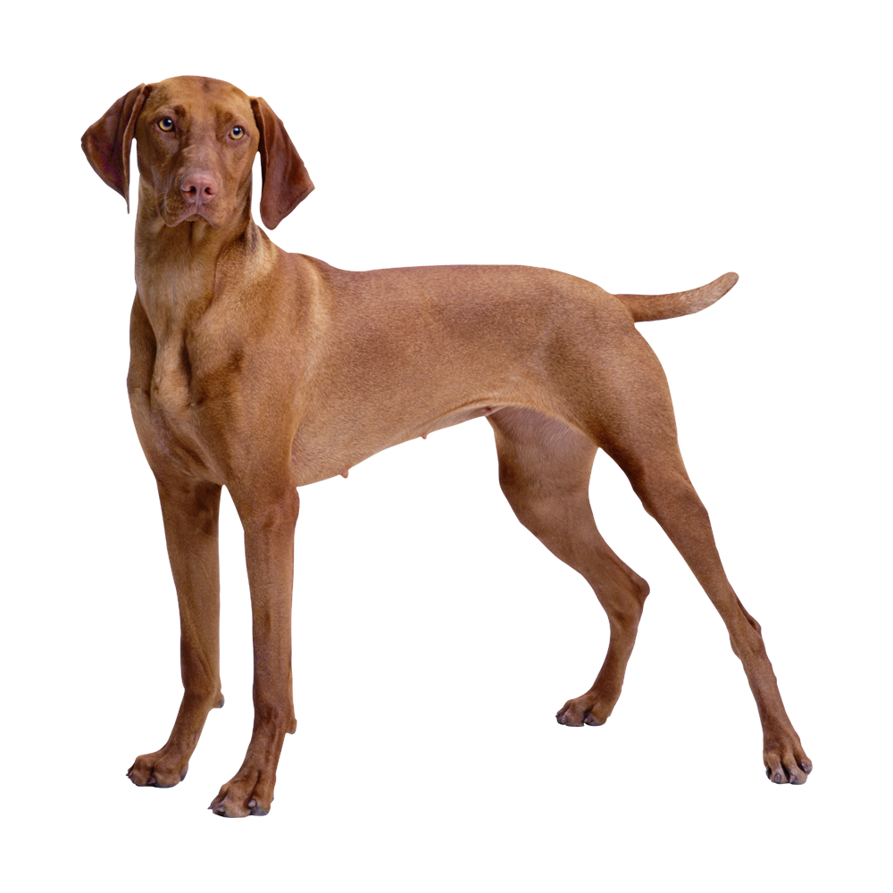 Vizsla Transparent Image