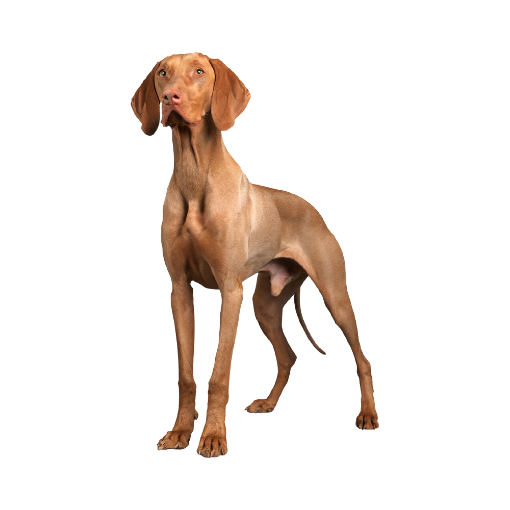 Vizsla Transparent Picture