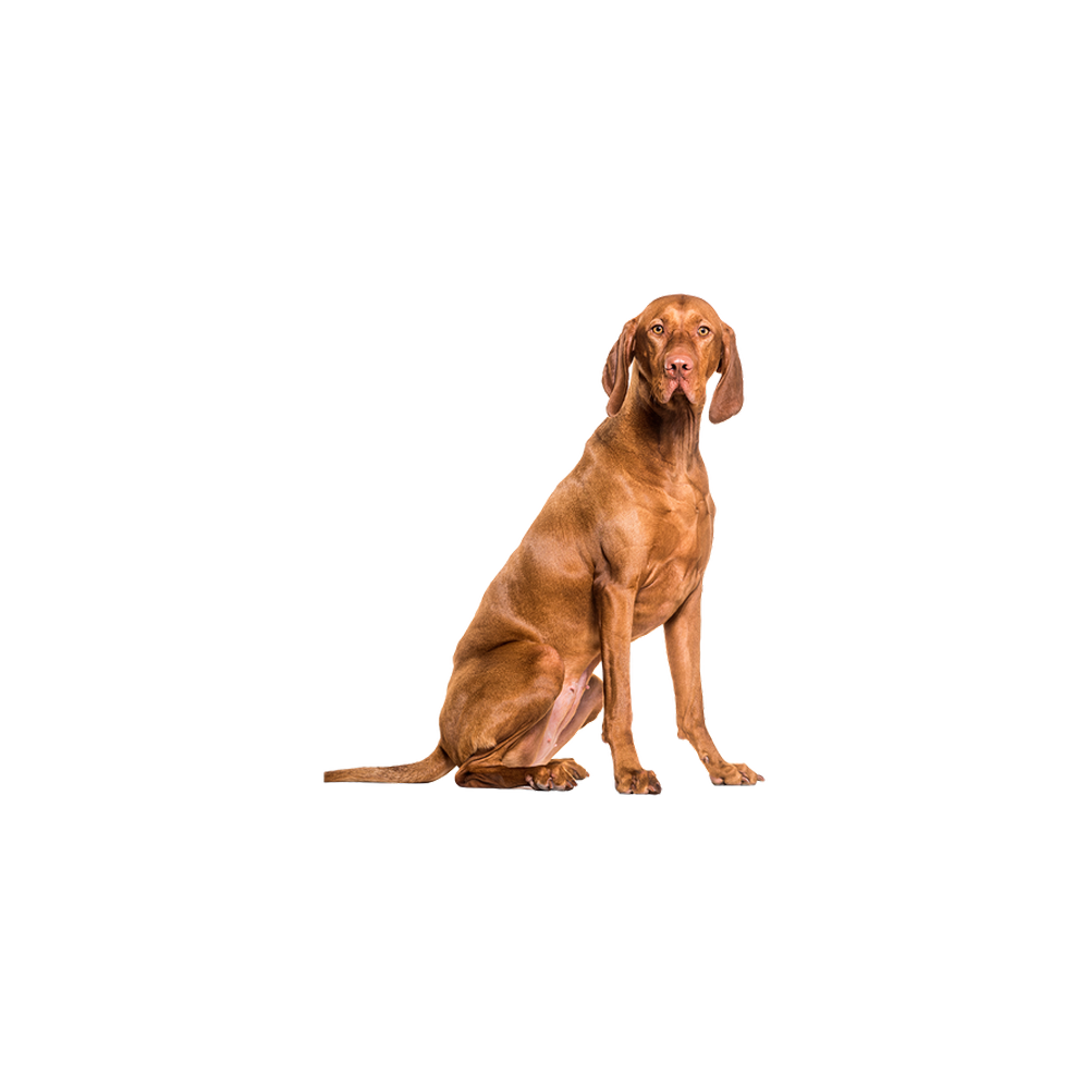 Vizsla Transparent Clipart