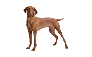 Vizsla PNG