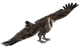 Vulture PNG
