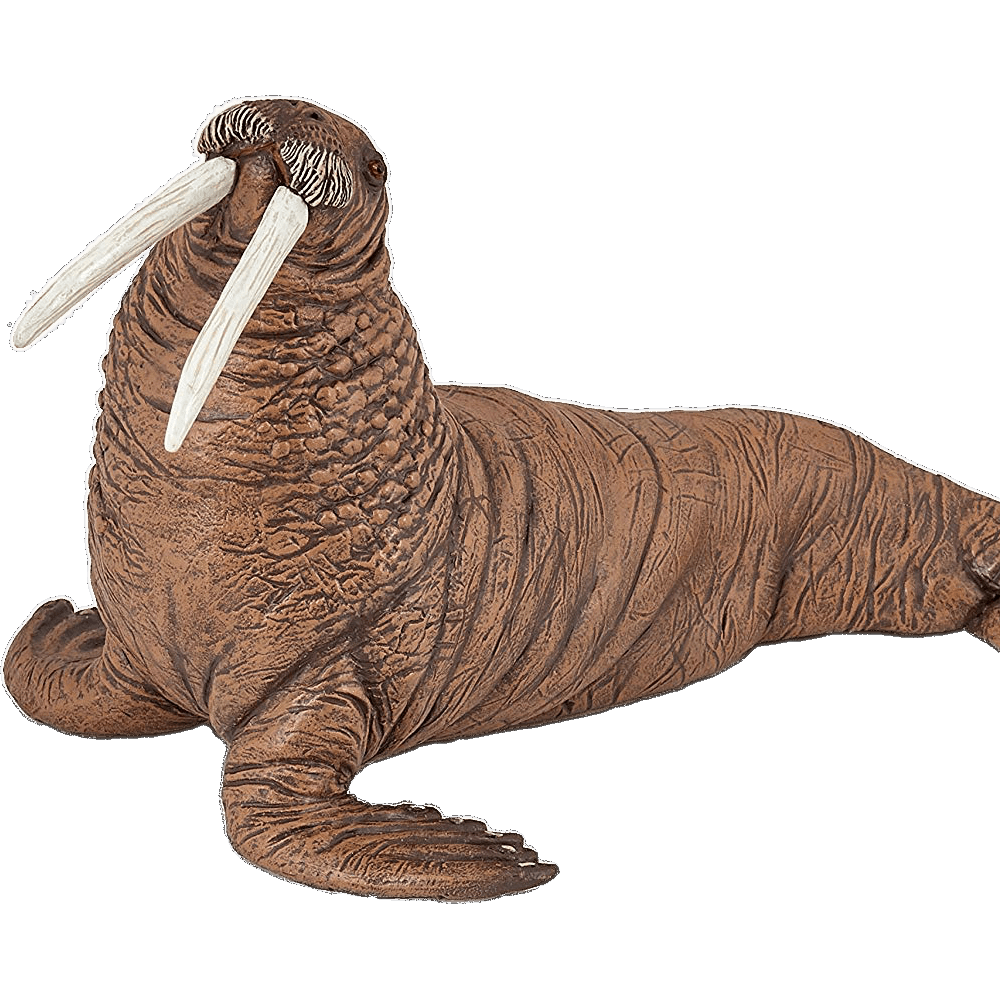 Walrus Transparent Image
