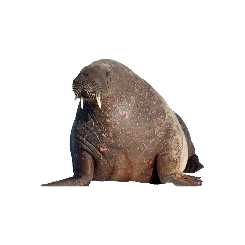 Walrus Transparent Photo